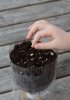 Как высаживать семена на рассаду