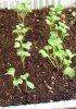 Как вырастить рассаду ранней капусты