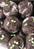Как выращивать рассаду в таблетках?