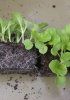 Как правильно вырастить рассаду капусты